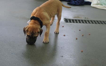 Butterscotch (ADOPTED) tile image