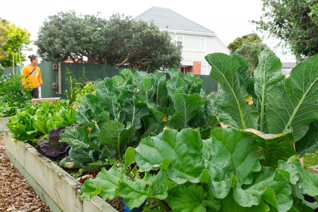 Lettuce plants